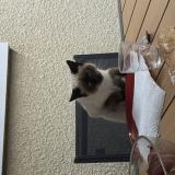 Foto del gato perdido en Ramous