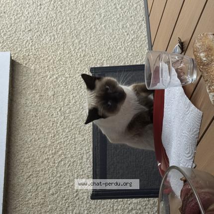 Foto 1/1 Zoumy Chat perdido en Ramous