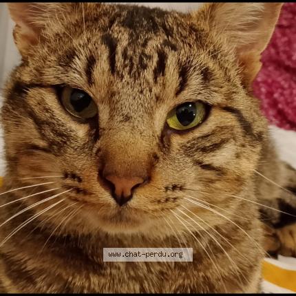 Foto 1/1 Simba Chat perdido en Morangis