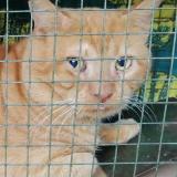 Foto del gato perdido en Montpellier