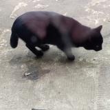 Foto de gato encontrado en Montsauche Les Settons