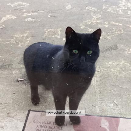 Foto 2/2 Gato encontrado Encontrado en Montsauche les settons