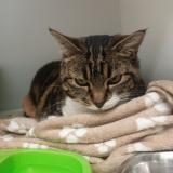 Foto de gato encontrado en La Souterraine