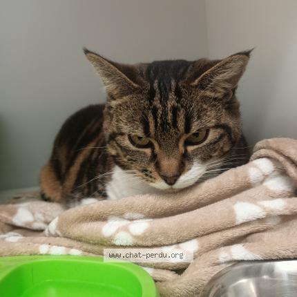 Foto 1/1 Gato encontrado Encontrado en La souterraine