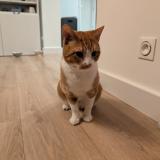 Foto de gato encontrado en Saint Sebastien Sur Loire