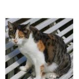 Foto del gato perdido en Espalion