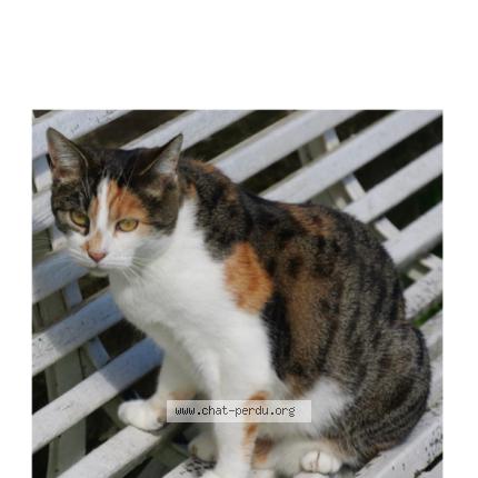 Foto 1/1 Pomponette Chat perdido en Espalion