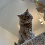 Foto del gato perdido en Saint Chamas