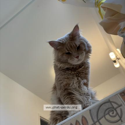 Foto 1/1 Vuitton Chat perdido en Saint chamas