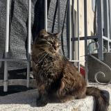 Foto del gato perdido en Le Thor