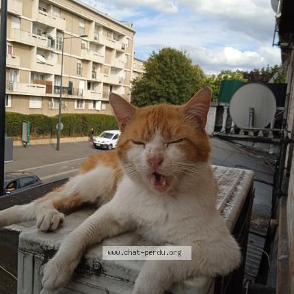 Foto 1/1 Spéculoos Chat perdido en Blanc mesnil
