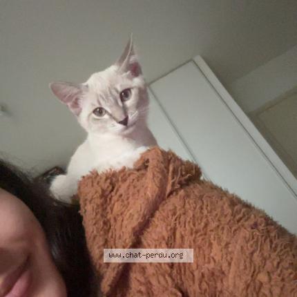 Foto 1/1 Hneina Chat perdido en Venissieux