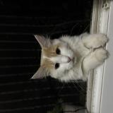 Foto del gato perdido en Saint Jean De La Porte