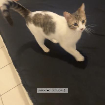 Foto 1/1 Gato encontrado Encontrado en Pamiers