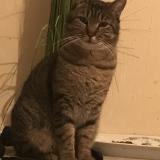 Foto del gato perdido en Montauban