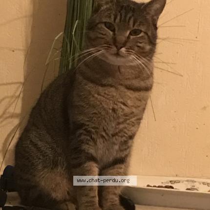 Foto 1/1 TIGROU Chat perdido en Montauban