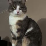 Foto del gato perdido en Chilly Mazarin