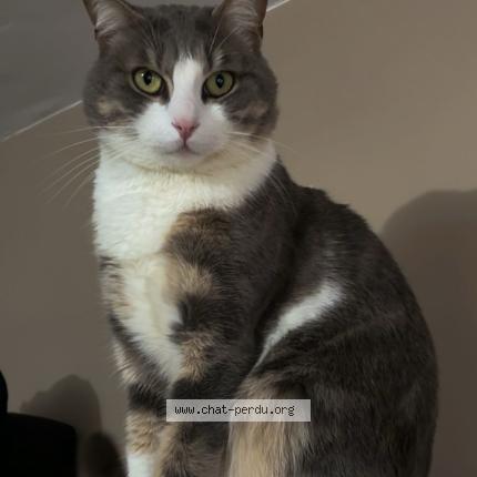 Foto 1/1 Gojo Chat perdido en Chilly mazarin