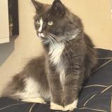 Foto del gato perdido en La Bouilladisse