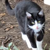 Foto de gato encontrado en Thure