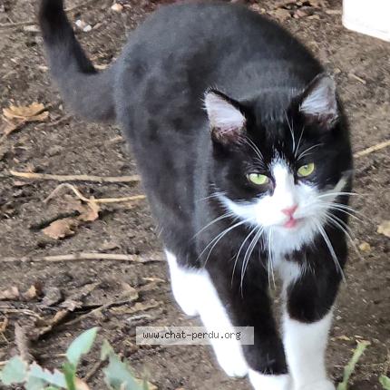 Foto 1/1 Gato encontrado Encontrado en Thure