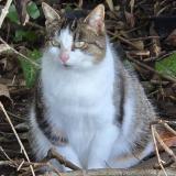 Foto de gato encontrado en Thure