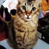 Foto del gato perdido en Le Revest Les Eaux