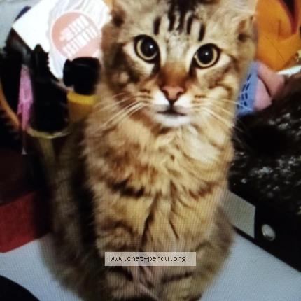 Foto 1/1 GUS Chat perdido en Le revest les eaux