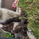 Foto de gato encontrado en Wattrelos