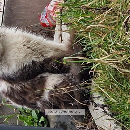 Foto 1/1 Gato encontrado Encontrado en Wattrelos