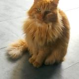 Foto del gato perdido en Le Passage