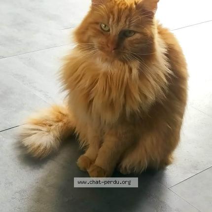 Foto 1/1 Tonka Chat perdido en Le passage