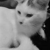 Foto del gato perdido en Toronto