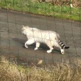 Foto de gato encontrado en Plaudren