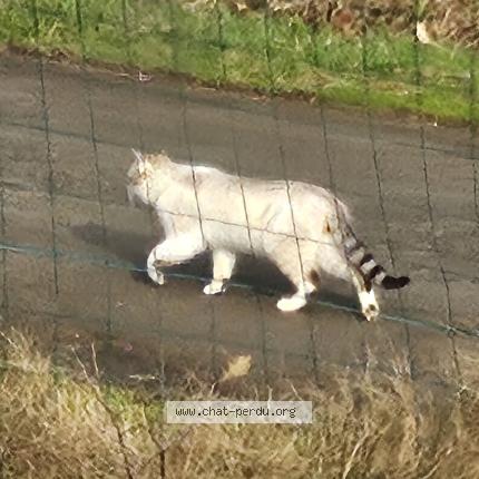 Foto 1/1 Gato encontrado Encontrado en Plaudren