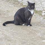 Foto de gato encontrado en Vaunaveys La Rochette
