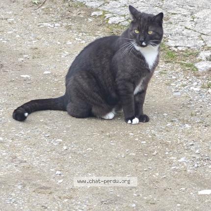 Foto 1/1 Gato encontrado Encontrado en Vaunaveys la rochette