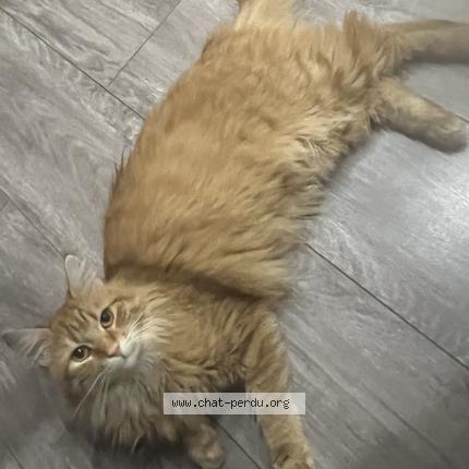 Foto 1/1 Nala Chat perdido en Lons le saunier