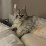 Foto del gato perdido en Montpellier