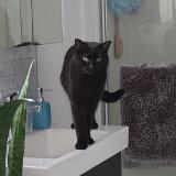 Foto del gato perdido en Laval