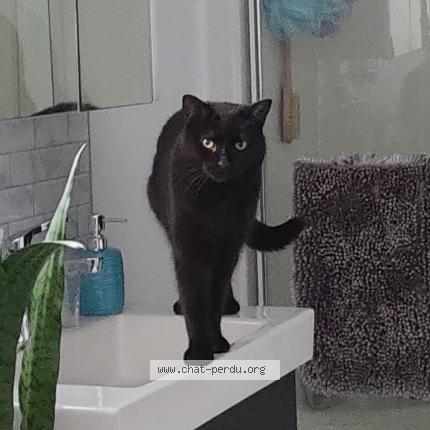 Foto 1/1 Fluffy Chat perdido en Laval