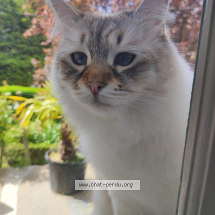 Foto 1/1 Totoro Chat perdido en Dinard