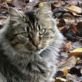 Foto de gato encontrado en Thure