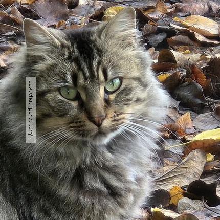 Foto 1/3 Gato encontrado Encontrado en Thure