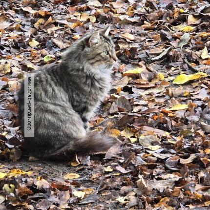 Foto 2/3 Gato encontrado Encontrado en Thure