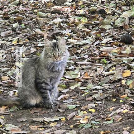 Foto 3/3 Gato encontrado Encontrado en Thure