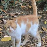 Foto de gato encontrado en Thure