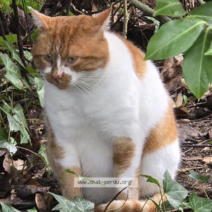 Foto 2/2 Gato encontrado Encontrado en Thure