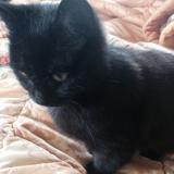 Foto del gato perdido en Rancon