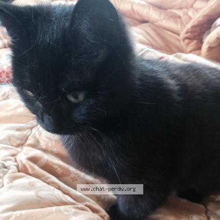 Foto 1/1 Mimine Chat perdido en Rancon
